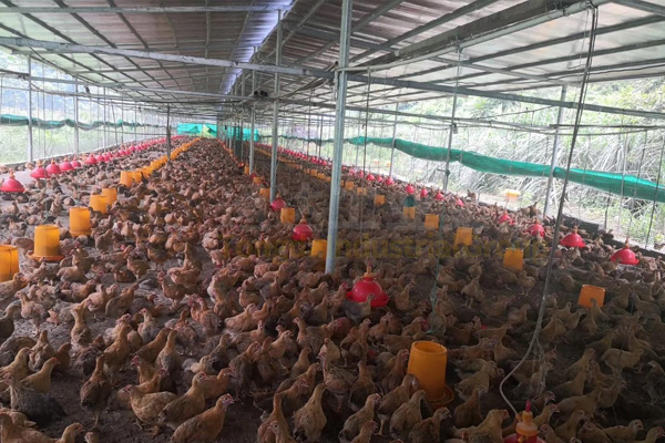 雞糞這樣做有機(jī)肥危害太大!70%人都用錯方法!看看你做對了沒?