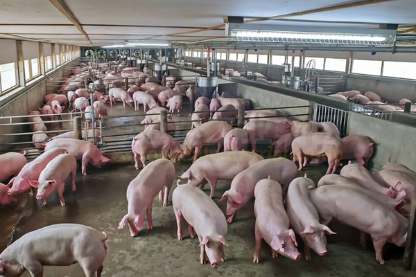  一條豬糞有機肥生產(chǎn)線，遍地豬屎臭變身有機肥