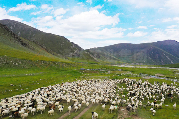 10000頭羊用什么有機(jī)肥加工設(shè)備?一萬(wàn)只羊養(yǎng)殖場(chǎng)用什么型號(hào)有機(jī)肥設(shè)備好?