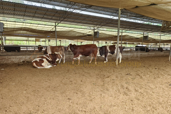 牛糞加工有機(jī)肥設(shè)備廠家報(bào)價(jià)，牛糞有機(jī)肥需要的加工設(shè)備有哪些