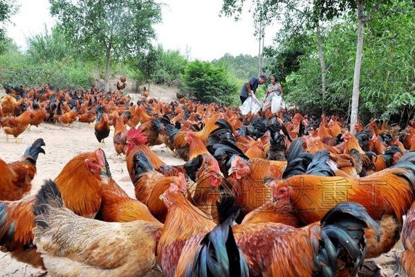 上一條雞糞有機(jī)肥生產(chǎn)線多少錢?處理1噸雞糞有機(jī)肥企業(yè)得到多少利潤(rùn)?